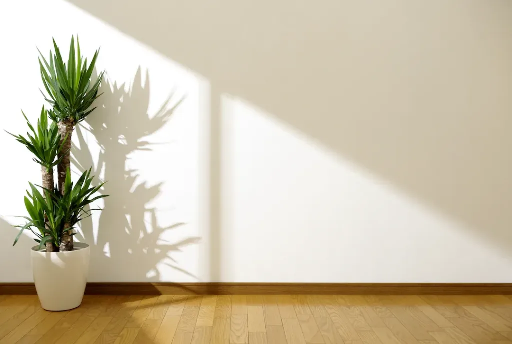 white wall and plant